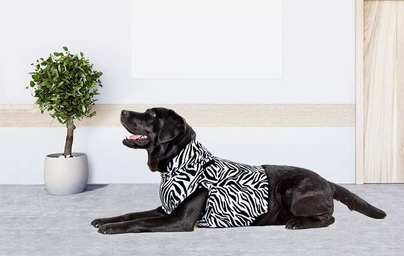 MPS - Veterinary Range Shirt 4 in 1 DOG