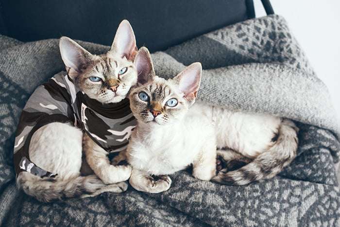 Suitical - at home Recovery Suit - CAT