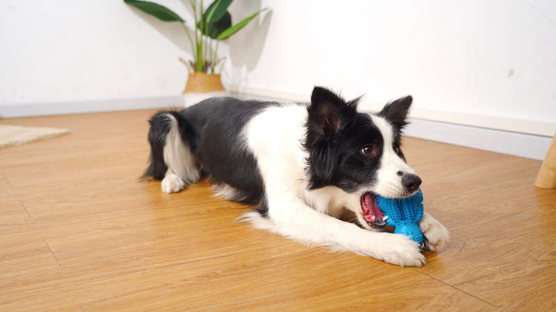 DinoTuff Rugged Dental Chew