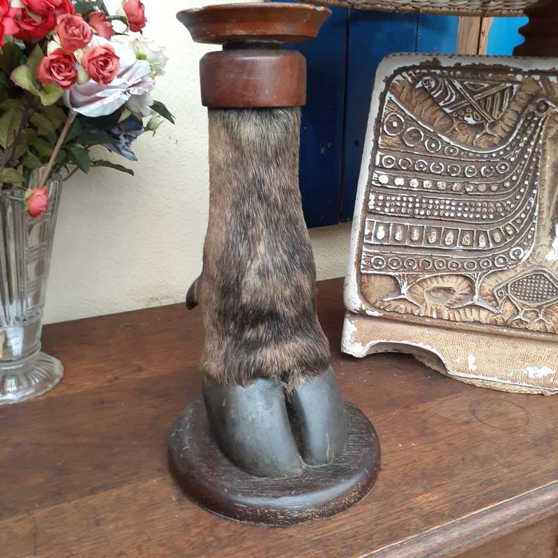 Taxidermy Buffalo leg ashtray on wooden plinth