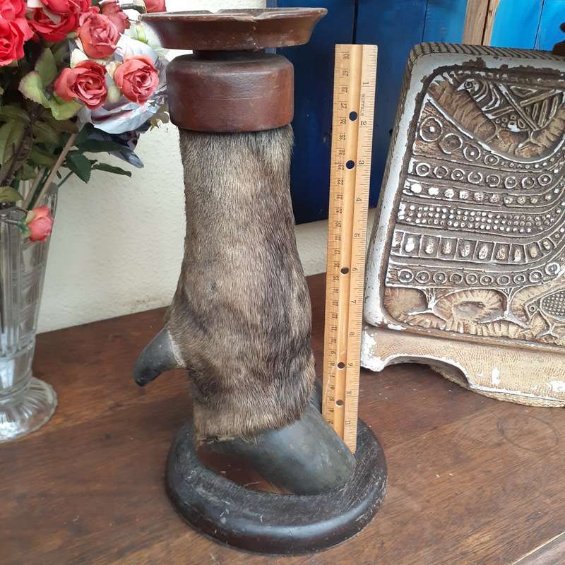 Taxidermy Buffalo leg ashtray on wooden plinth