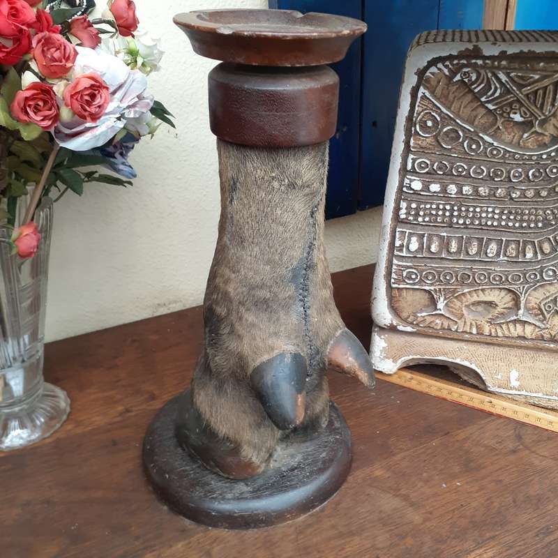 Taxidermy Buffalo leg ashtray on wooden plinth