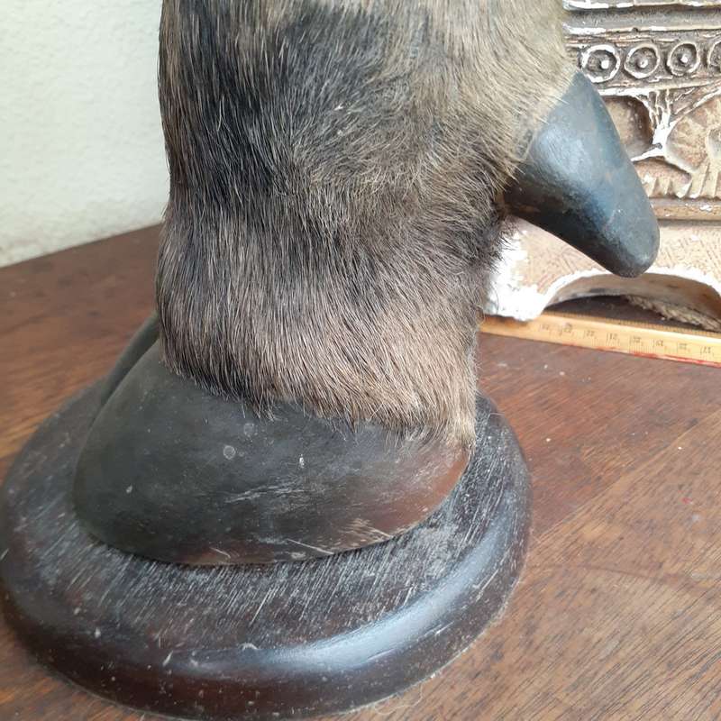 Taxidermy Buffalo leg ashtray on wooden plinth