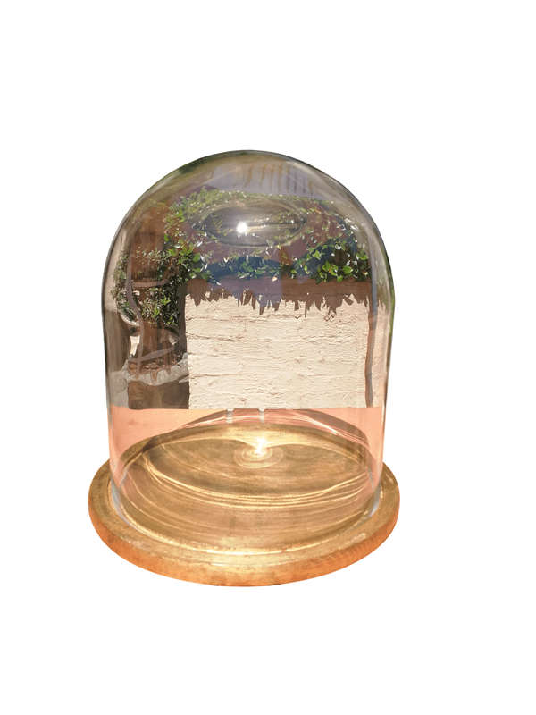 Glass Dome cloche with hand gilded wooden base