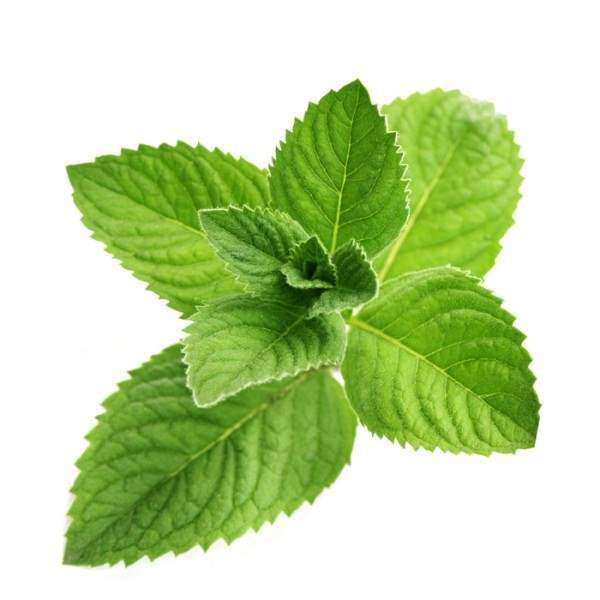 Menthol | 10ml Concentrated Flavor for Eliquid | Self Mixing - 5.0000 0.04kg