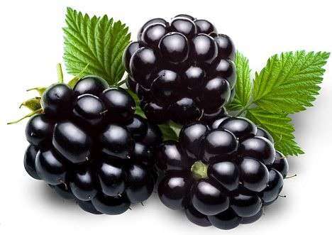 BlackBerry | 10ml Concentrated Flavor for Eliquid | Self Mixing