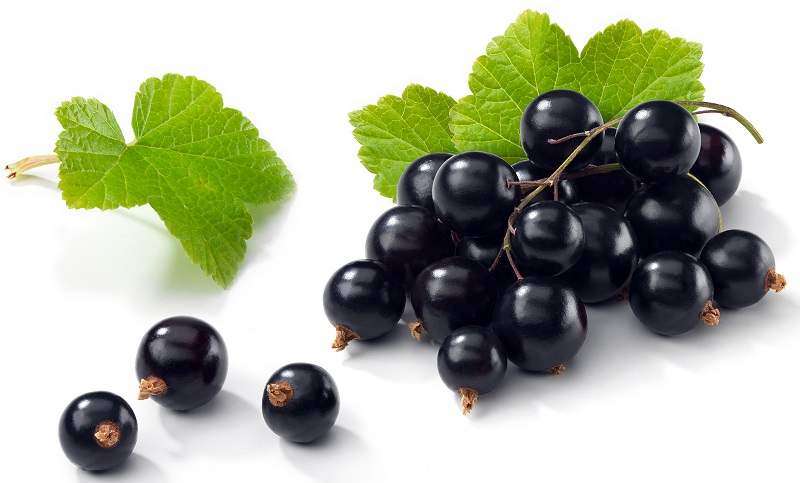 Blackcurrant | 10ml Concentrated Flavor for Eliquid | Self Mixing