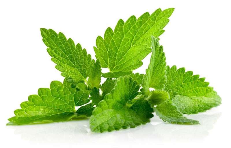 Mint | 10ml Concentrated Flavor for Eliquid | Self Mixing - 6.0000 0.04kg