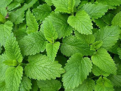 Spearmint | 10ml Concentrated Flavor for Eliquid | Self Mixing - 5.0000 0.04kg
