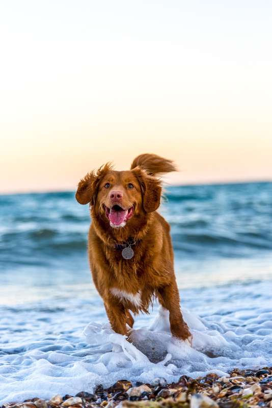 Dog and puppy training techniques