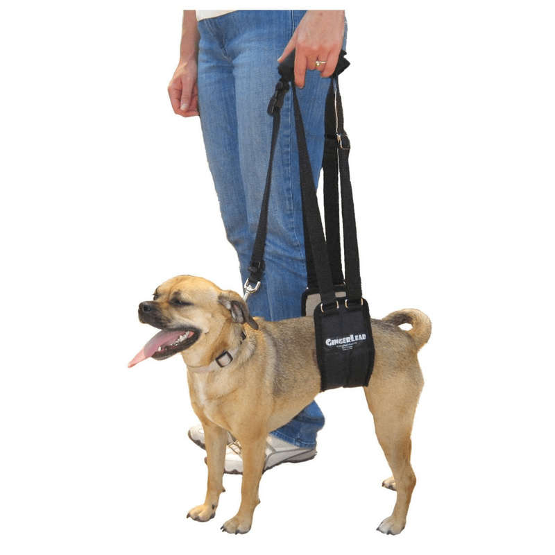 GingerLead Dog Support & Rehabilitation Harnesses - Padded Sling with Leash for Comfort and Control