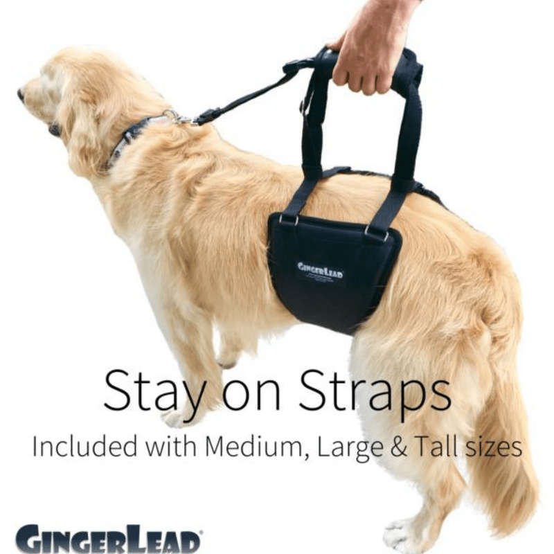 GingerLead Dog Support & Rehabilitation Harnesses - Padded Sling with Leash for Comfort and Control