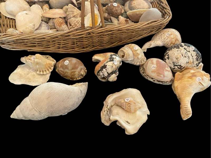 Lot of seashells