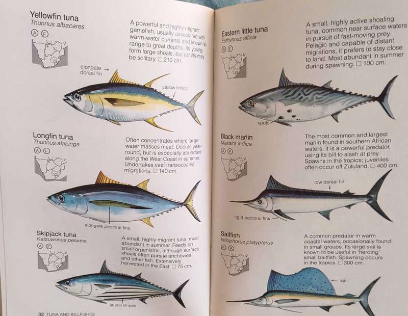 Common Sea Fishes