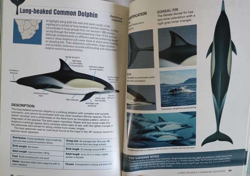 Whales and Dolphins