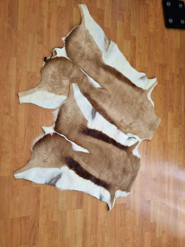 Genuine Springbok hide skin