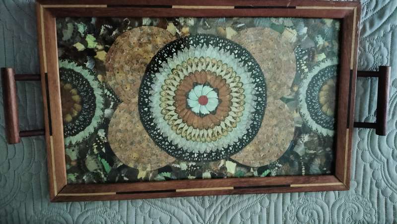 Beautiful Brazilian Butterfly Tray C 1940