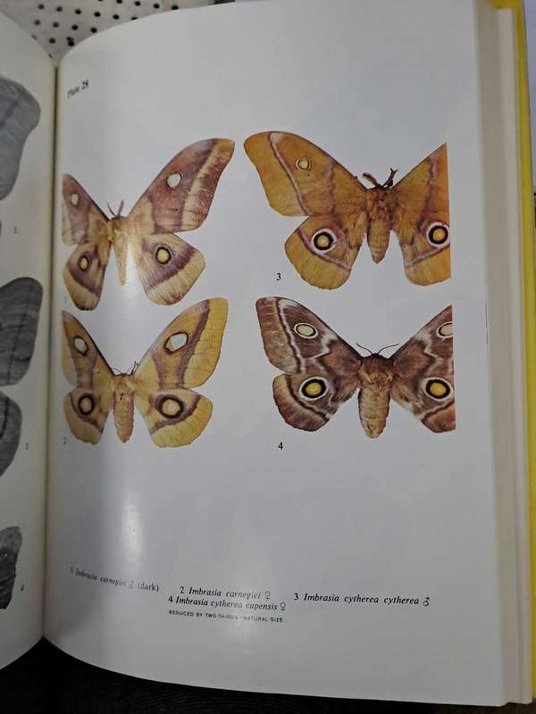 EMPEROR MOTHS OF SOUTH AND SOUTH CENTRAL AFRICA.  By Elliot Pinhey