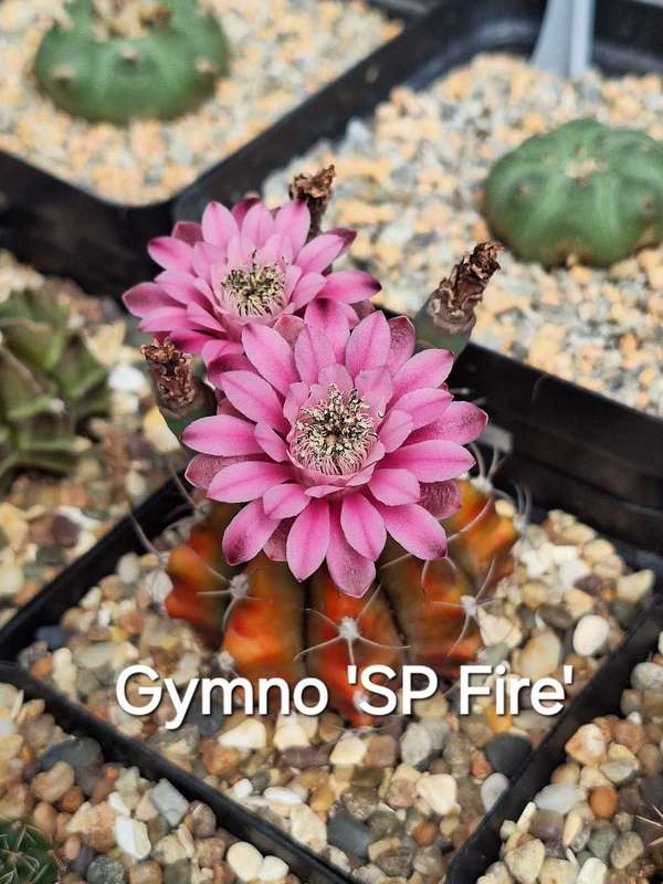 Gymnocalycium Cactus Hybrid Seed COMBO-Pack x100 seeds (Chin Cactus)