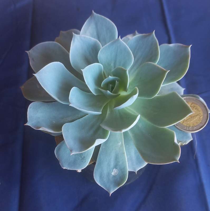 Echeveria