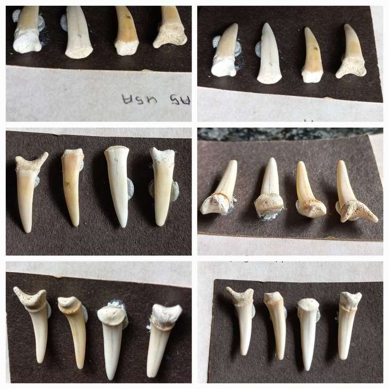 Lot of  Shark Teeth Fossils