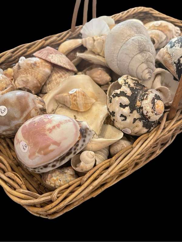 Lot of seashells