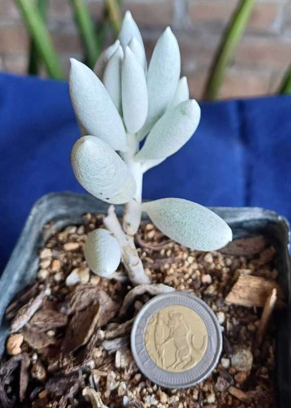 Senecio Haworthii