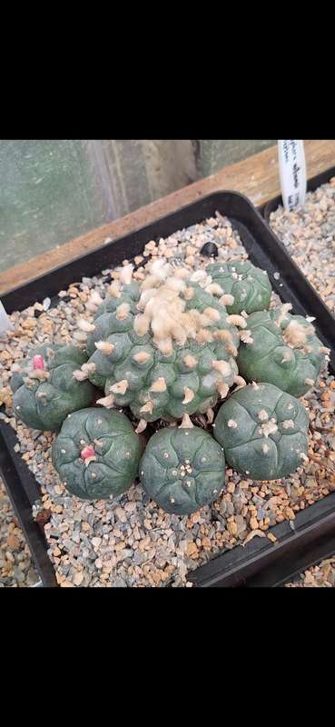 Lophophora williamsii (Peyote Cactus) (10x Seed Pack) x5 Combo