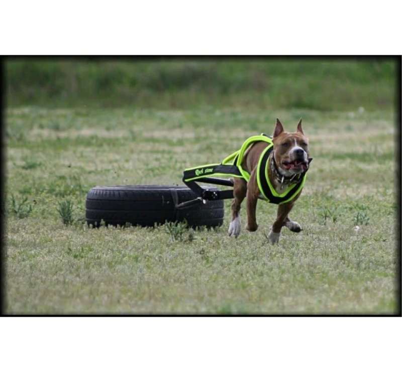PROFESSIONAL DOG HARNESS FOR WEIGHT PULLING