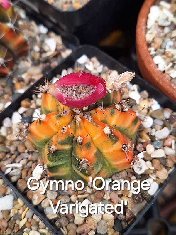 Gymnocalycium Cactus Hybrid Seed COMBO-Pack x100 seeds (Chin Cactus)