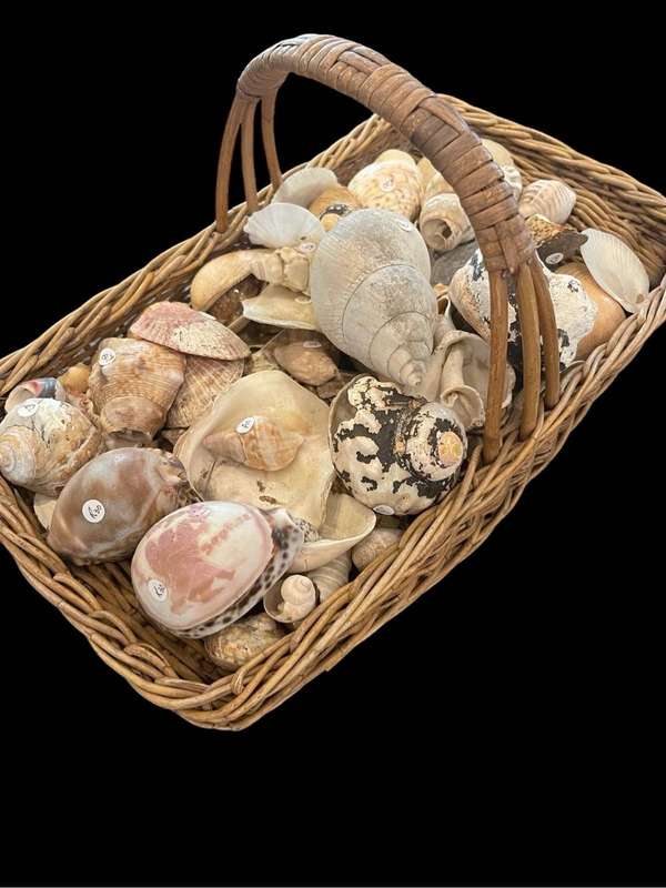 Lot of seashells