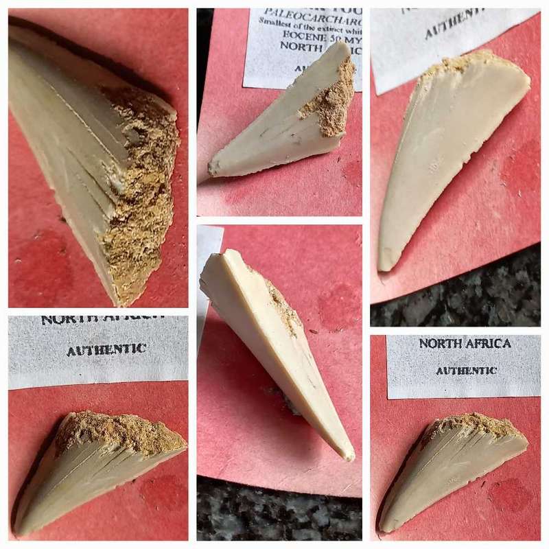 Lot of  Shark Teeth Fossils