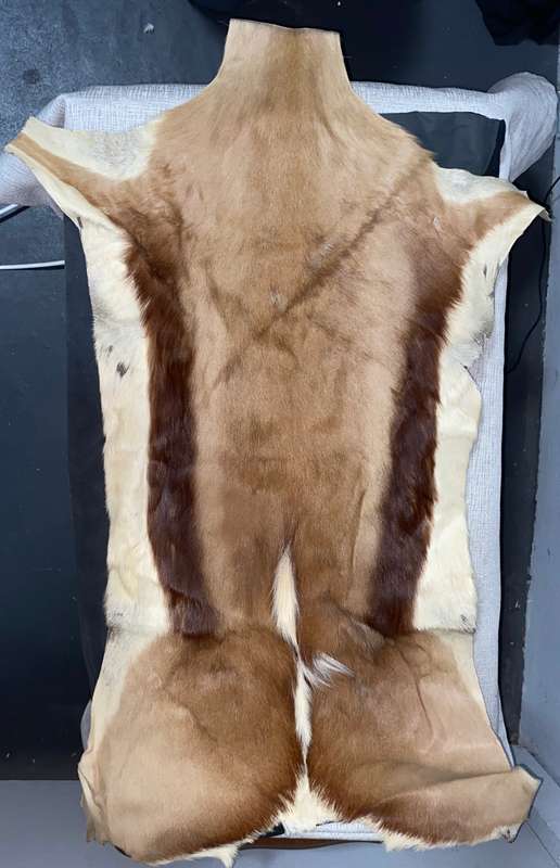 Springbok Tanned Hide