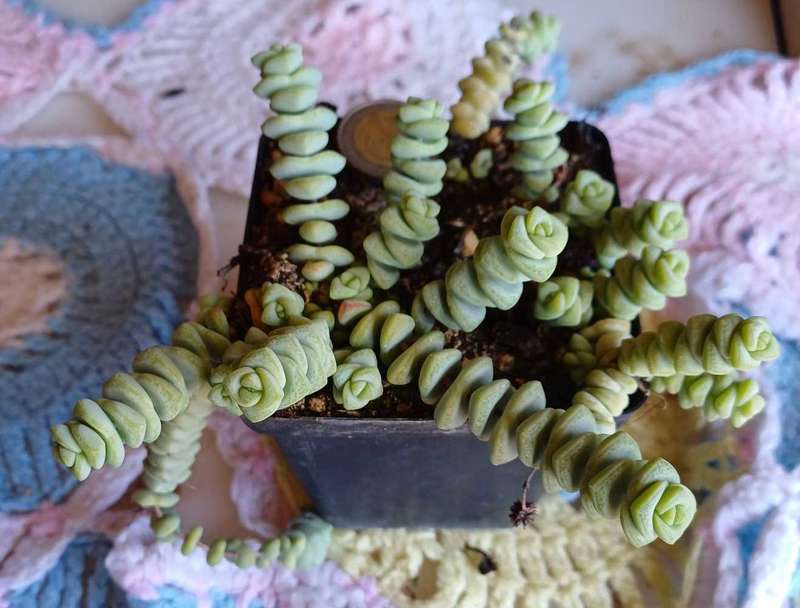 Crassula
