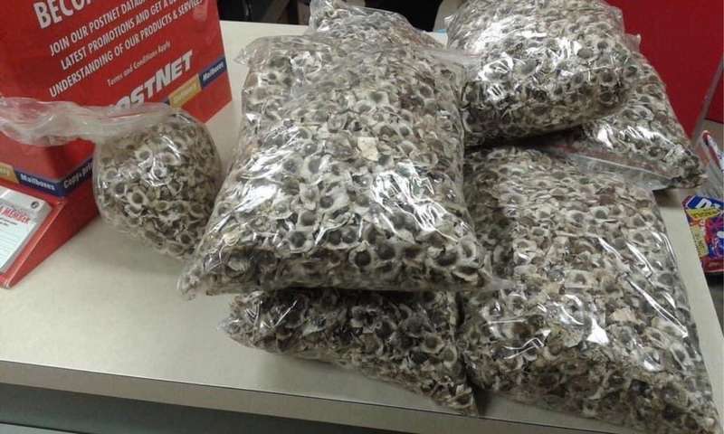 Moringa bulk seeds  (1 kg pack )