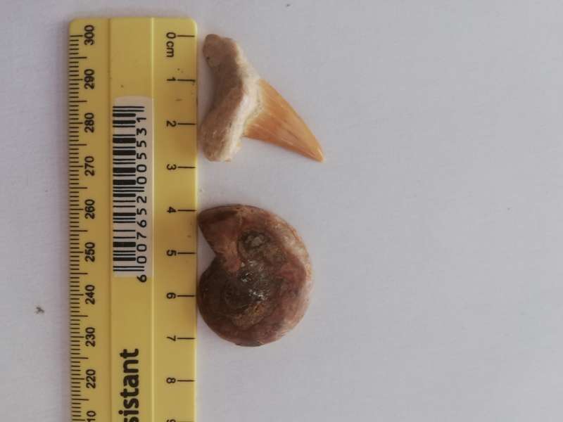 FOSSILIZED SHARK TOOTH and POLISHED AMMONITE (Half)