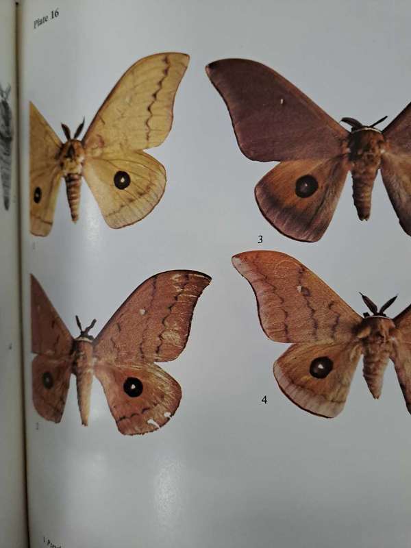 EMPEROR MOTHS OF SOUTH AND SOUTH CENTRAL AFRICA.  By Elliot Pinhey