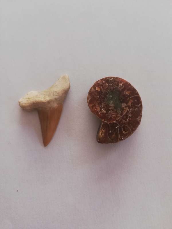 FOSSILIZED SHARK TOOTH and POLISHED AMMONITE (Half)