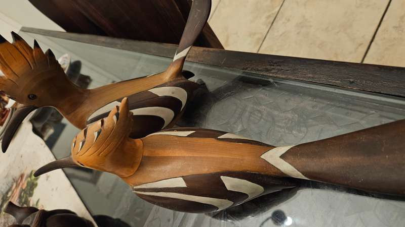 Feathers of Knysna Hoopoe set no.1239 & no. 244