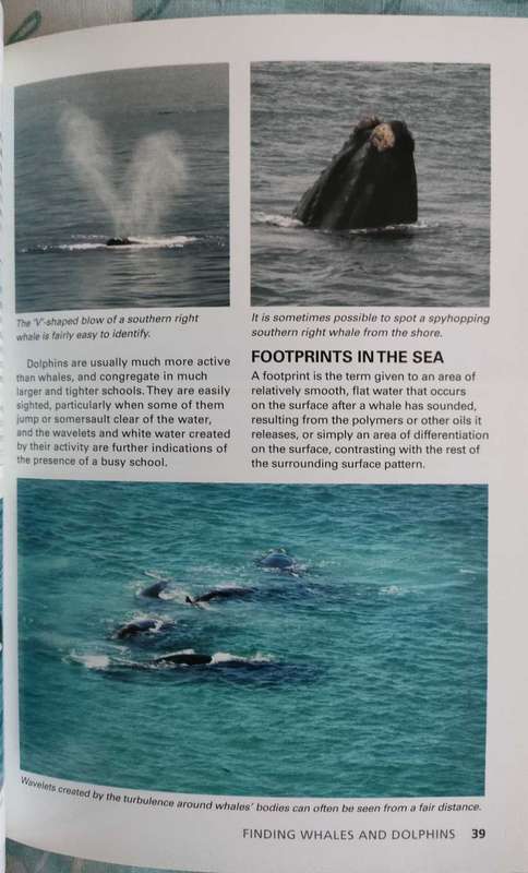 Whales and Dolphins