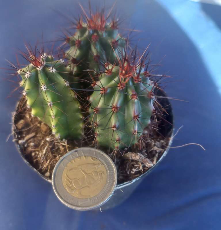 Cactus
