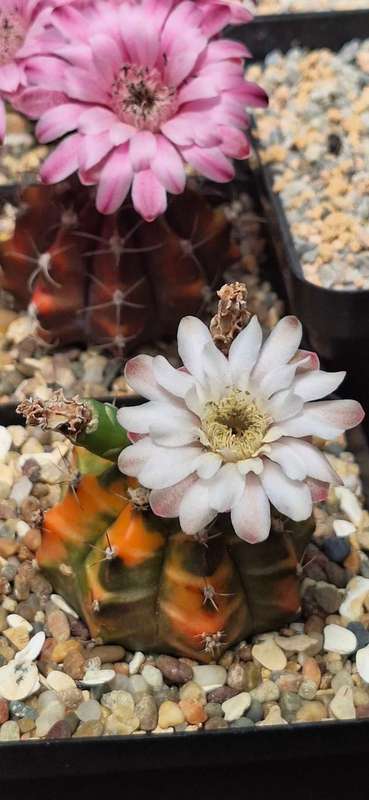 Gymnocalycium Cactus Hybrid Seed COMBO-Pack x100 seeds (Chin Cactus)