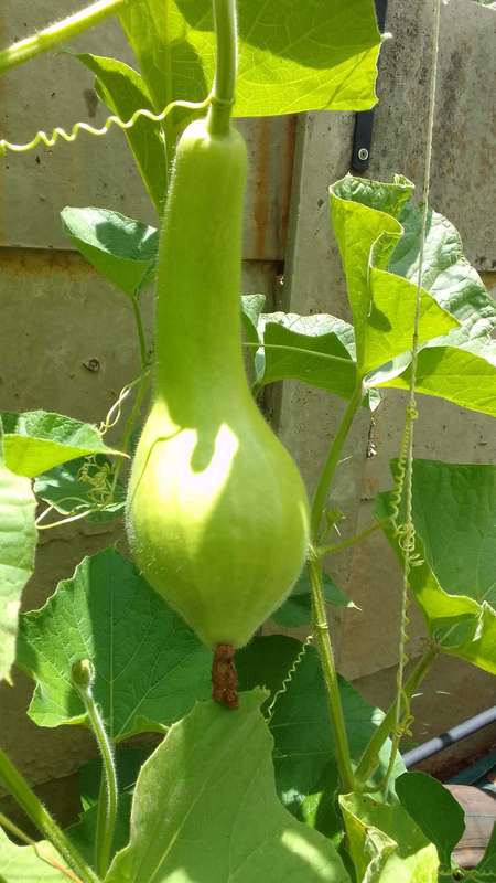 Calabash seeds african calabash 5 seeds