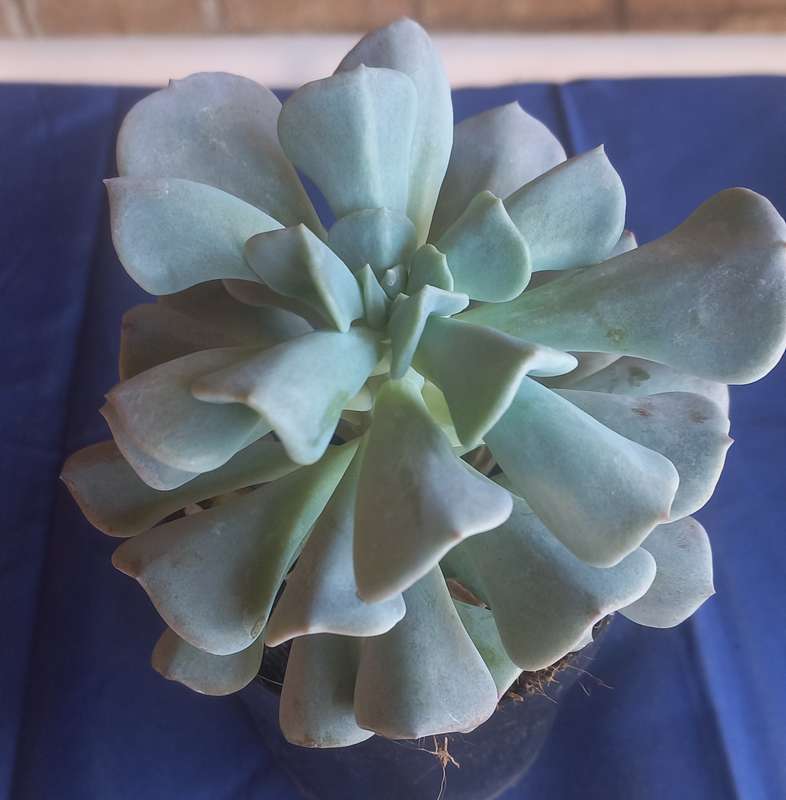 Echeveria Cubic Frost