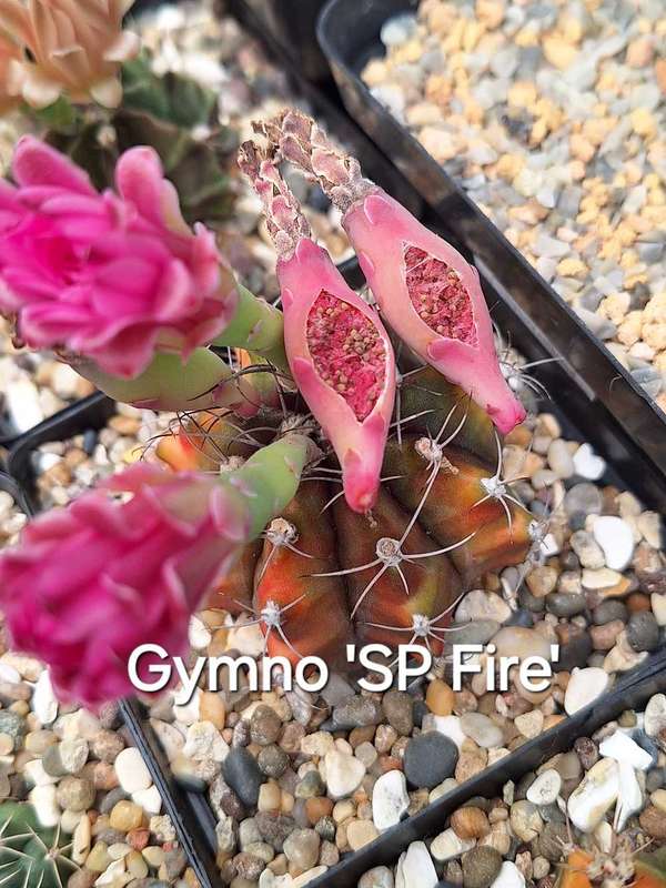 Gymnocalycium Cactus Hybrid Seed COMBO-Pack x100 seeds (Chin Cactus)