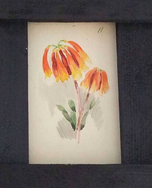 ELEVEN ORIGINAL SMALL FLORAL WATERCOLOR PAINTINGS BY HEDWIG BRECHER EIBUSCHITZ - UNFRAMED