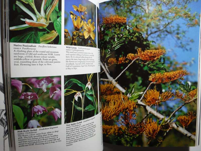 Australia's Wildflowers - Softcover - Michael Morcombe - 1978