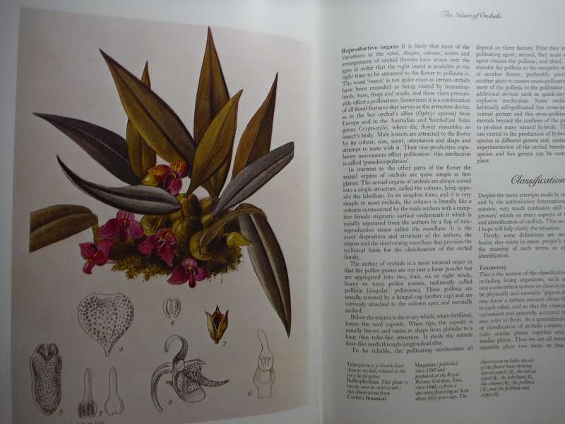 The International Book of Orchids - Hardcover - P. Francis Hunt - 1984