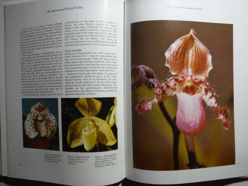 The International Book of Orchids - Hardcover - P. Francis Hunt - 1984