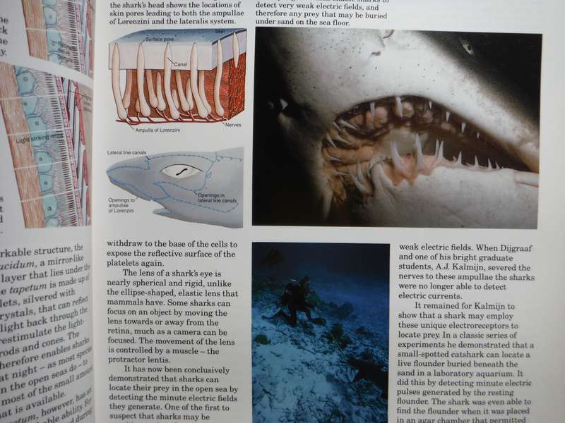 Sharks : Silent Hunters of the Deep - Hardcover - Reader's Digest